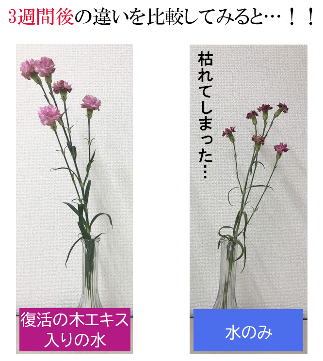 ブライトエイジ_復活の木エキス